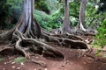 The roots and bottom of the tree trunk of three large sprawling Moreton Bay Fig Trees in a tropical rainforest in the Kauai Royalty Free Stock Photo