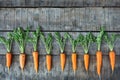 Roots of carrots with deformed, twisted, forked roots distorted and crooked - versatility, diversity, equality Royalty Free Stock Photo