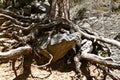 Cedar tree roots wrapped around a rock