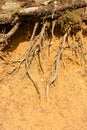 Roots in clay Royalty Free Stock Photo