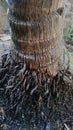 The roots of coconut tree which helps to stand forever