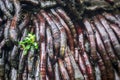 A detailed close-up of royal palm roots. Royalty Free Stock Photo