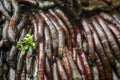 A detailed close-up of royal palm roots. Royalty Free Stock Photo