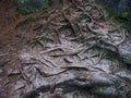 Roots of coniferous tree came to surface. Root system covered sand Royalty Free Stock Photo