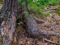 Roots of coniferous tree came to surface. Root system covered with pine needles. Royalty Free Stock Photo