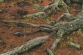 Roots of coniferous tree came to surface. Root system covered soil with pine needles. Forest canopy in cedar grove Royalty Free Stock Photo