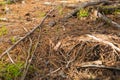 Roots of coniferous tree came to surface. Root system covered soil with pine needles. Forest canopy in cedar grove Royalty Free Stock Photo