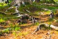 Roots of coniferous tree came to surface. Root system covered soil with pine needles. Forest canopy in cedar grove Royalty Free Stock Photo