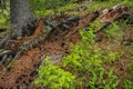 Roots of coniferous tree came to surface. Root system covered soil with pine needles. Forest canopy in cedar grove Royalty Free Stock Photo