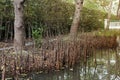 The roots of Cork tree that emerge from the ground are called pneumatophore. Mangrove apple, Sonneratia caseolaris.