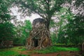 Roots covering old castles, Koh Ker of Cambodia Royalty Free Stock Photo