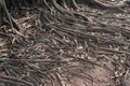 Roots crawling on the floor in search of nutrients Royalty Free Stock Photo