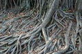 Roots crawling on the floor in search of nutrients Royalty Free Stock Photo