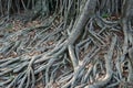 Roots crawling on the floor in search of nutrients