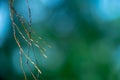 Roots Dancing in Wind Royalty Free Stock Photo