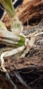 the roots of the dying orchids that live in front of my porch