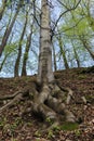 Roots of European beech