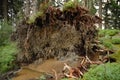 Roots of fallen dead tree Royalty Free Stock Photo