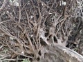 Roots of the Fallen Mighty Fig Tree Royalty Free Stock Photo