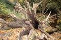 Roots of a fallen old tree Royalty Free Stock Photo