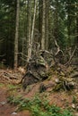 Roots of fallen pines. Uprooted large tree in the middle of the forest Royalty Free Stock Photo