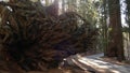 Roots of fallen sequoia, giant redwood tree trunk in forest. Uprooted large coniferous pine lies in national park of Royalty Free Stock Photo