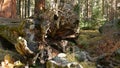 Roots of fallen sequoia, giant redwood tree trunk in forest. Uprooted large coniferous pine lies in national park of Royalty Free Stock Photo