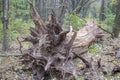 The roots of the fallen to the ground of an old tree in the forest Royalty Free Stock Photo