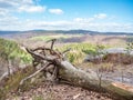 Roots of fallen tree at top of hill. Sandy soil and strong wind made tree fall Royalty Free Stock Photo