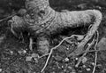 Roots of a ficus bonsai