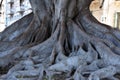 Roots of a Ficus macrophylla at the beach promenade in Reggio Calabria Royalty Free Stock Photo