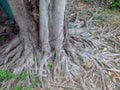 The roots of a fig tree at a Thai temple Royalty Free Stock Photo