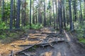 The roots on a forest trail