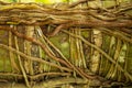 Roots forming texture pattern background