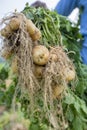 Roots full potatoes are showing a worker in Thakurgong, Bangladesh.