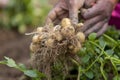 Roots full potatoes are showing a worker in Thakurgong, Bangladesh.