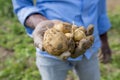 Roots full potatoes are showing a worker in Thakurgong, Bangladesh.