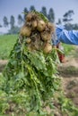 Roots full potatoes are showing a worker in Thakurgong, Bangladesh.