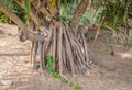 Roots of Gandjandjal tree in Kings Park and Botanical Gardens, Perth Royalty Free Stock Photo