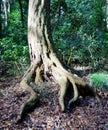 Roots of a giant old tree, green bush in the background Royalty Free Stock Photo