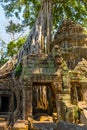 Roots of giant tree on the atient old Ta Phrom Temple, Angkor Wat, Cambodia Royalty Free Stock Photo