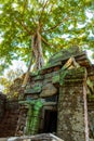 Roots of giant tree on the atient old Ta Phrom Temple, Angkor Wat, Cambodia Royalty Free Stock Photo