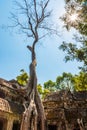 Roots of giant tree on the atient old Ta Phrom Temple, Angkor Wat, Cambodia Royalty Free Stock Photo