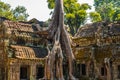 Roots of giant tree on the atient old Ta Phrom Temple, Angkor Wat, Cambodia Royalty Free Stock Photo