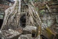 The roots of a giant tree at the entrance to the ancient temple of the Angkor Wat complex in Cambodia Royalty Free Stock Photo