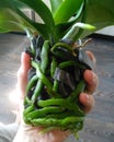 Roots green orchid phalaenopsis Royalty Free Stock Photo