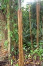 Roots hanging from a tree in the jungle