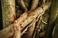 Roots of a huge ficus