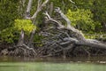 Roots of a huge uprooted mangrove tree, Indonesia