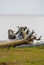 The roots of a large driftwood tree on a patch of green grass Royalty Free Stock Photo